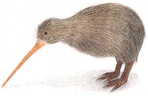 pasarea-kiwi-noua-zeelanda