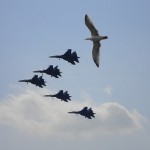 pescarus-ce-se-crede-avion-supersonic