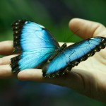 fluture-filosofie-confucius